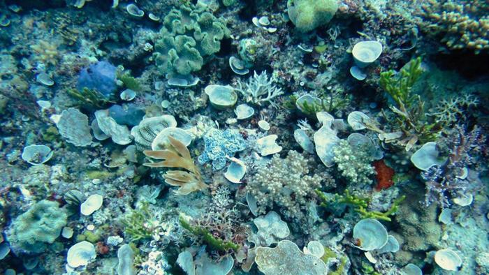 A marine mystery: Discovering the link between climate change and sea sponge loss