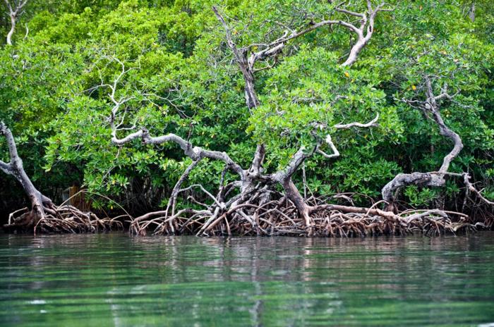 Quantifying mangroves’ value as a climate solution and economic engine