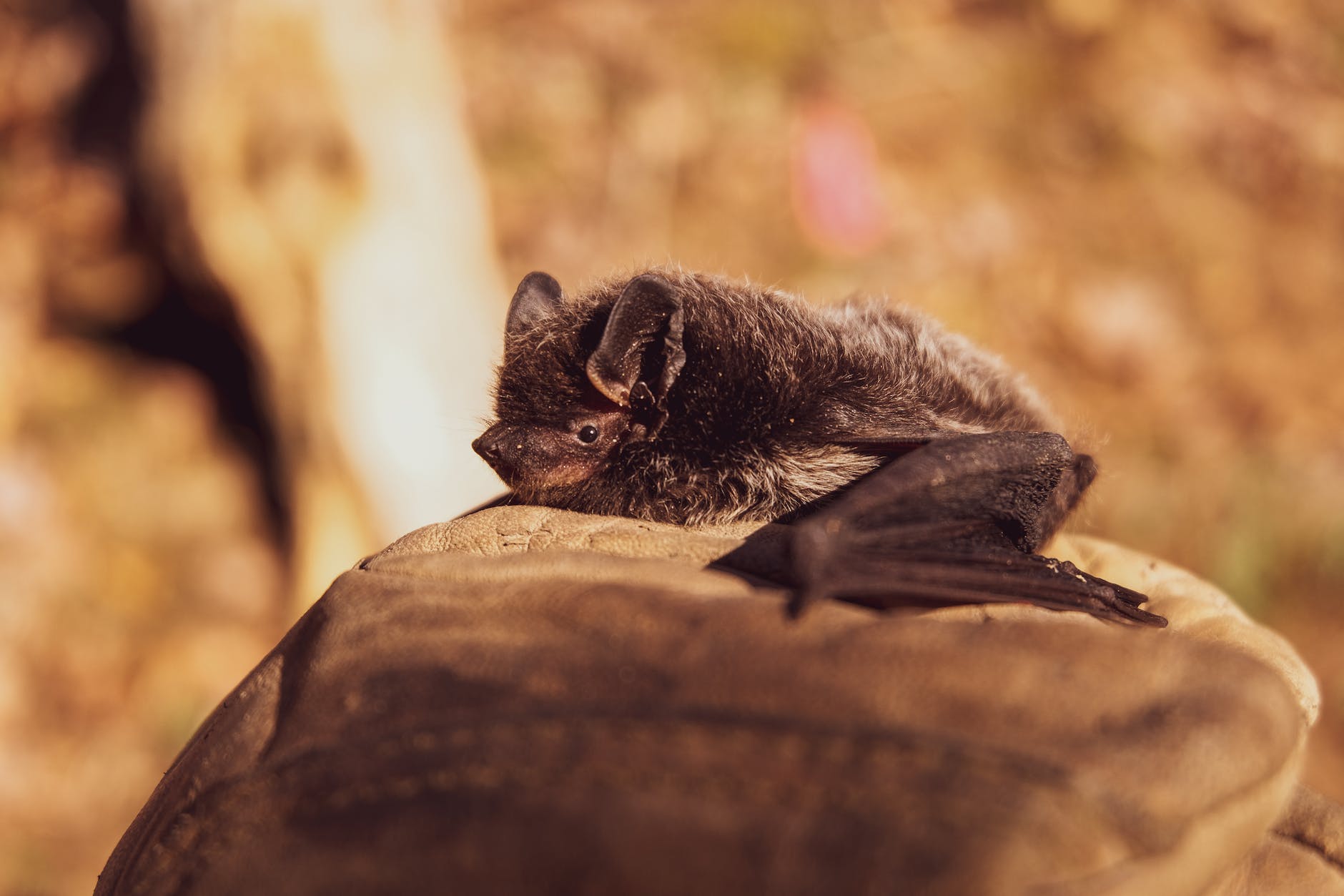 DAILY DOSE: Bats with coronaviruses are being discovered all over the place; Did ancient humans eat each other?