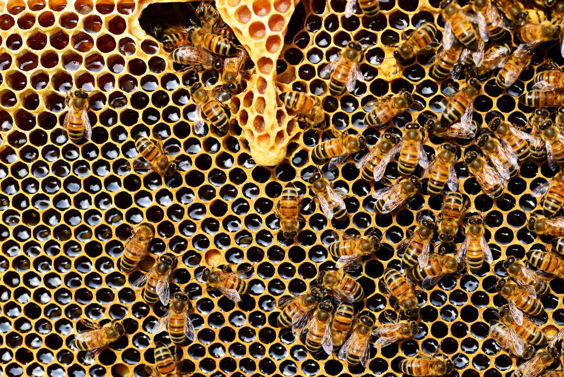 DAILY DOSE: Lofty climate pledges haven’t amounted to much; US honeybees dying at alarming rate.