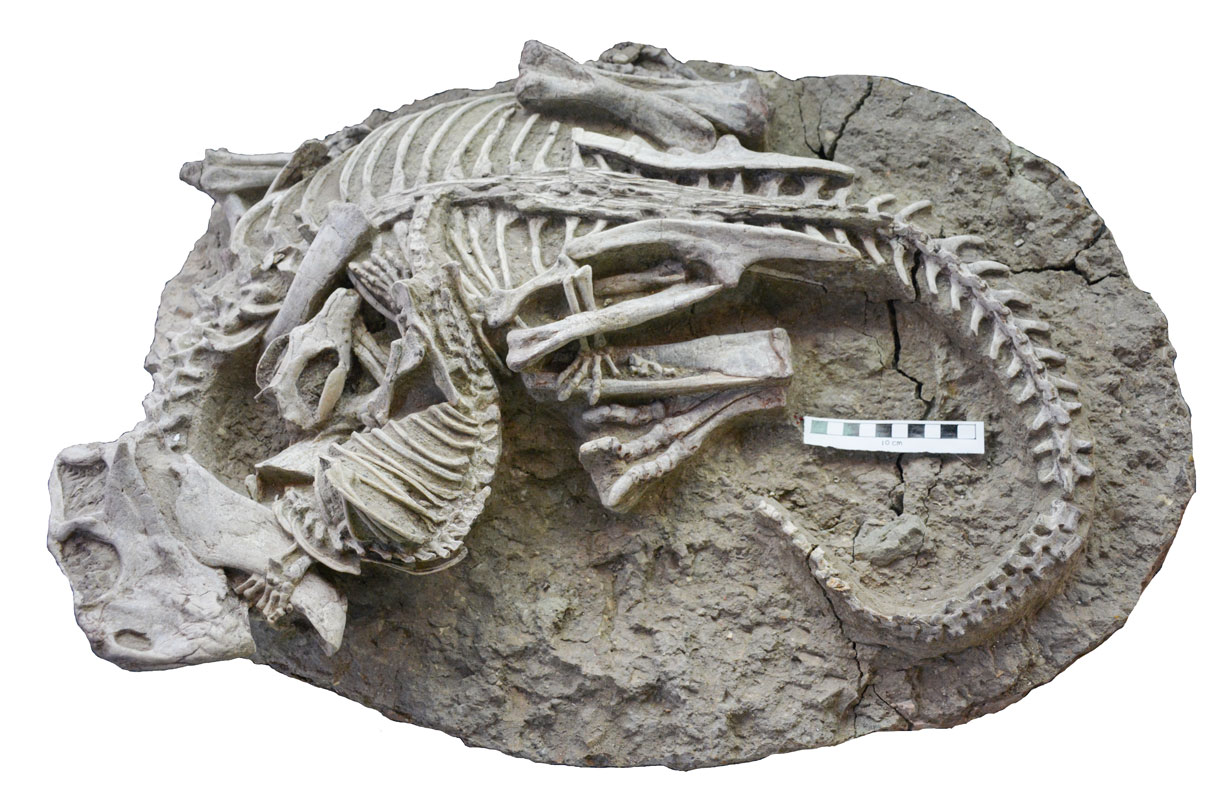 DAILY DOSE: Clinical trial fraud may be rampant and that’s terrible for everyone; Fossil shows mammal chowing down on dinosaur.