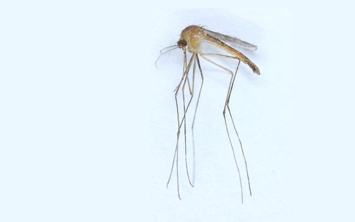 A new species of mosquitoes found in Finland – official count of species now at 44