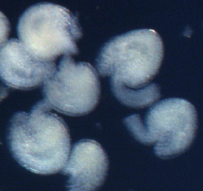 Discovery of key genetic sequence essential for plant reproduction