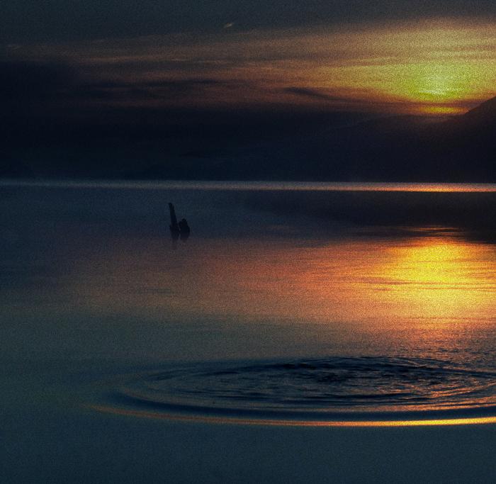 Unraveling the Loch Ness Monster’s eel connection