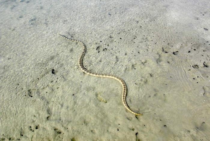 Sea snake vision evolved to regain color