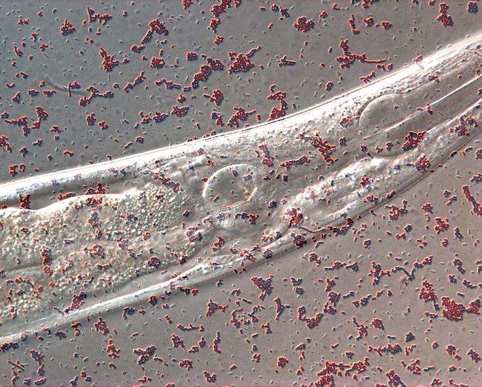 The worm that learned: Diet found to affect learning in older nematodes