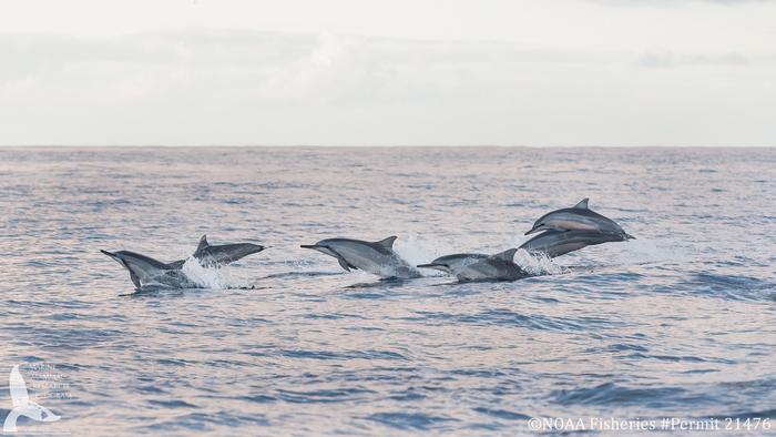Dolphin ages, pod health revealed with drone photographs