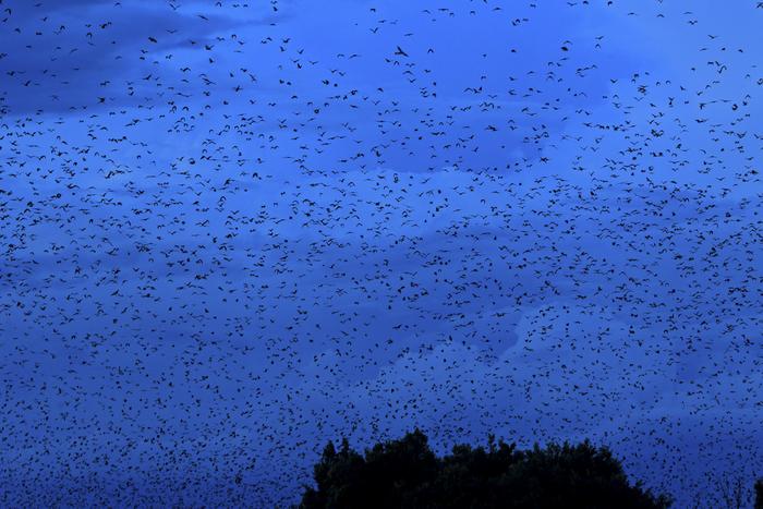 Counting Africa’s largest bat colony