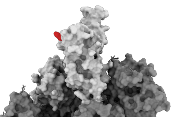 Low binding affinity improves vaccine efficacy