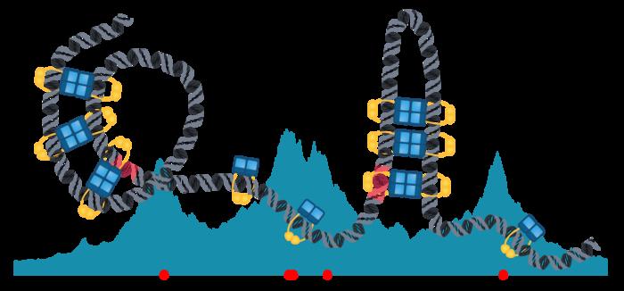 Like beads on a chain