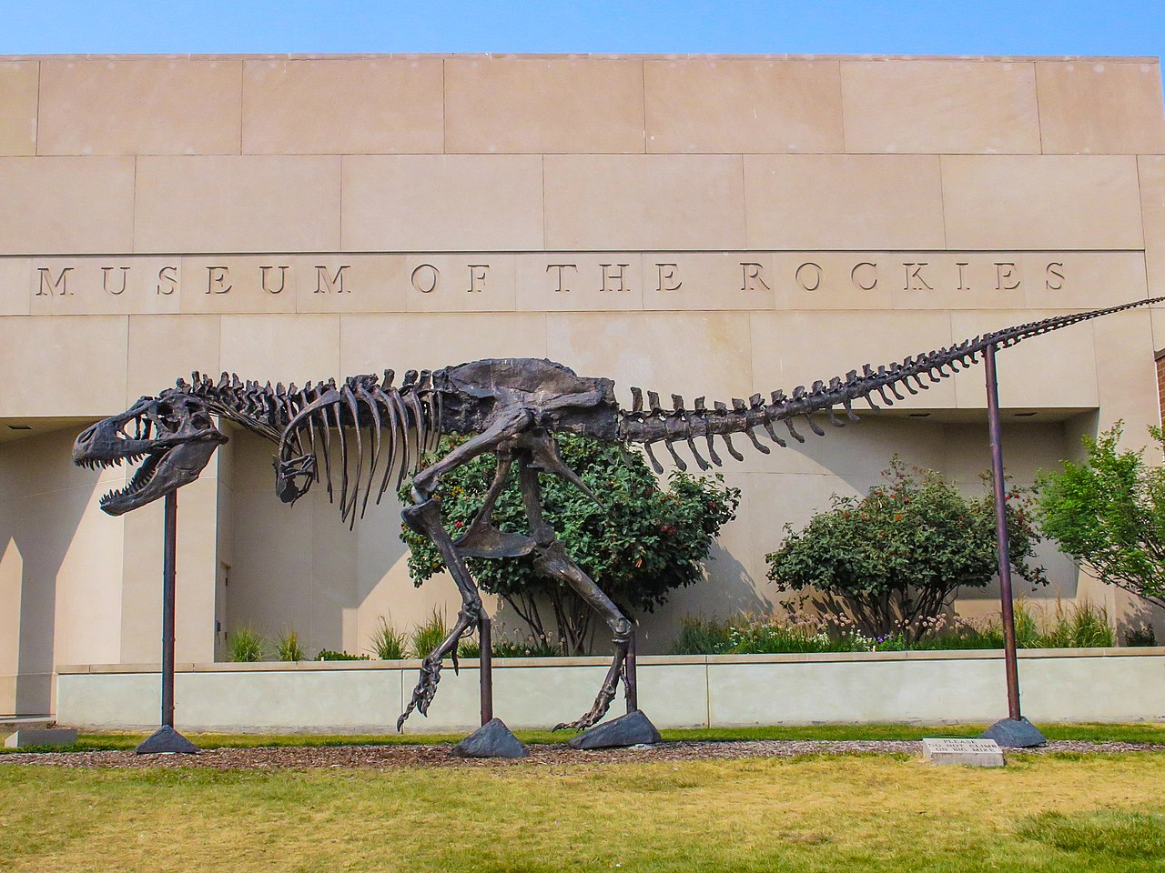 50 States of Science: Montana’s Museum of the Rockies pulses with the relentless energy of the Big Sky Country.