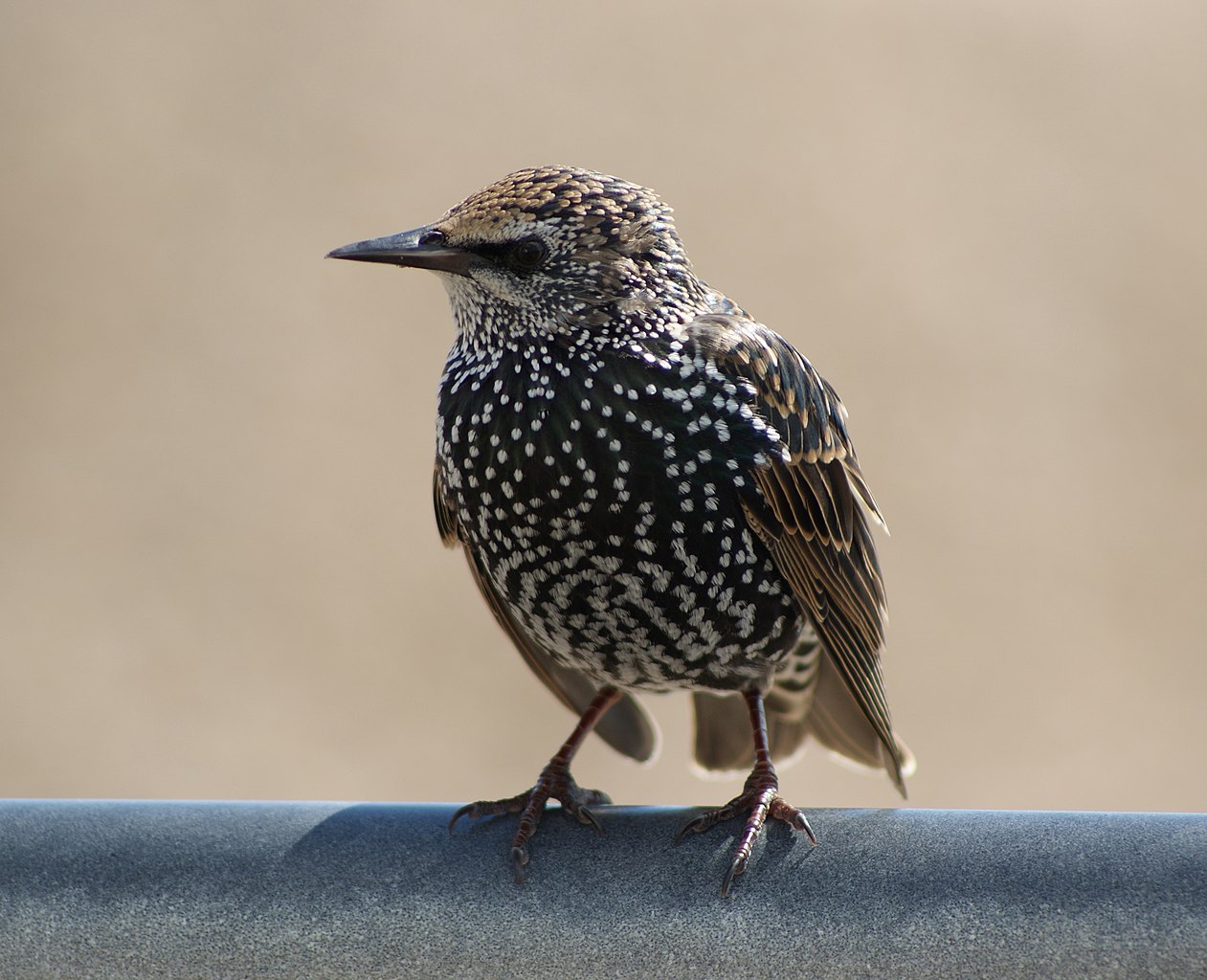 Starlings in the Cityscape: An Encounter with European Starlings in Flushing Meadows Park.