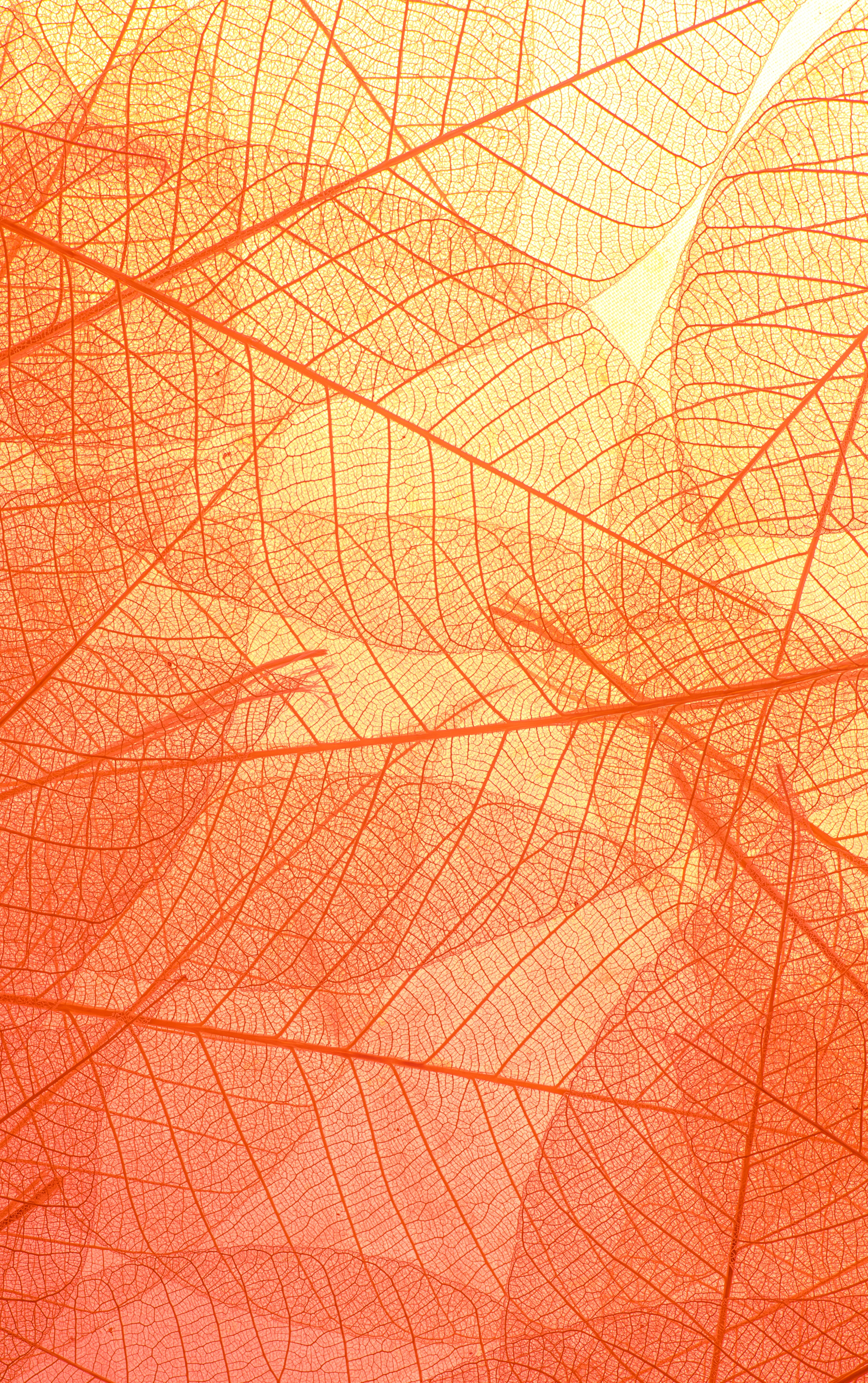 The Big Picture: Vascular bundles in leaves.