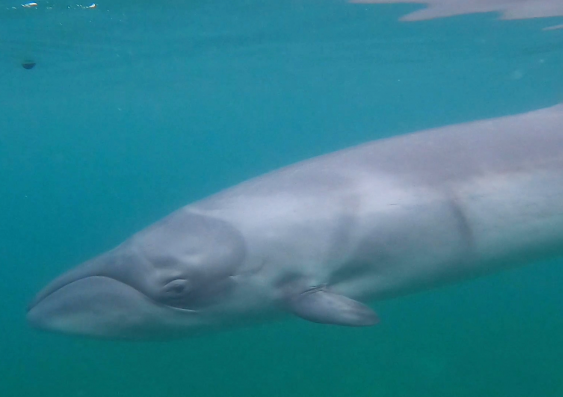 Elusive pygmy right whale is a homebody hiding in our waters