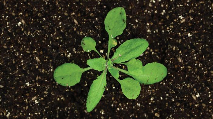 How plants pass down genetic memories.