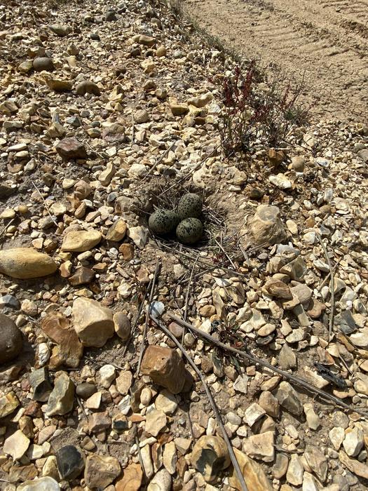Clever lapwings use cover to hide in plain sight.