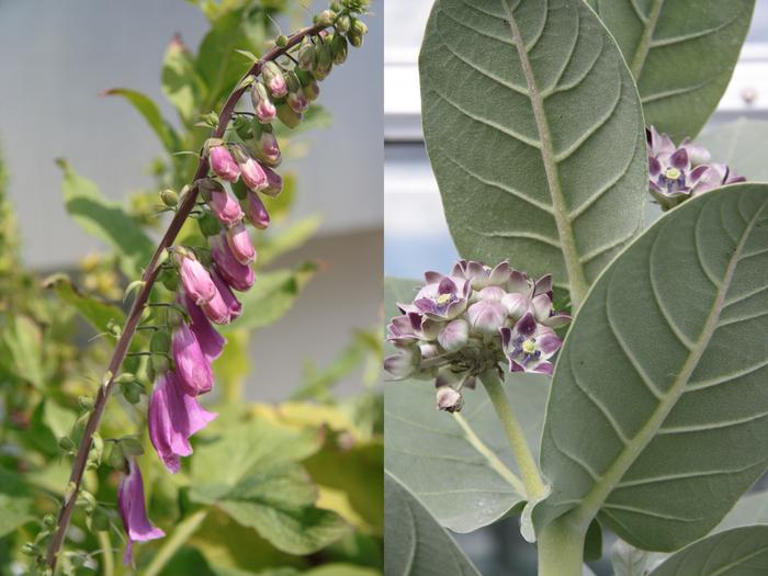Tracking down the formation of cardenolides in plants