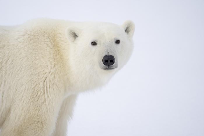 Landmark study quantifies the impact of greenhouse gas emissions on polar bears, removing an obstacle that prevented climate action