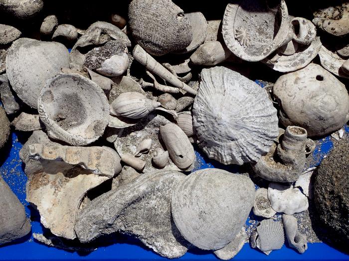Auckland wastewater pipe dig reveals ‘fossil treasure trove’