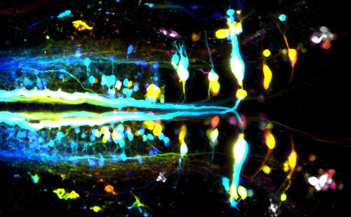 The art of wandering in vertebrates: new mapping of neurons involved in locomotion