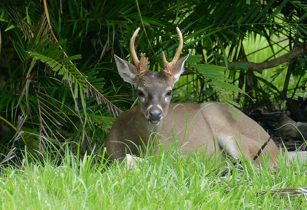 COVID-19 virus is evolving rapidly in white-tailed deer.