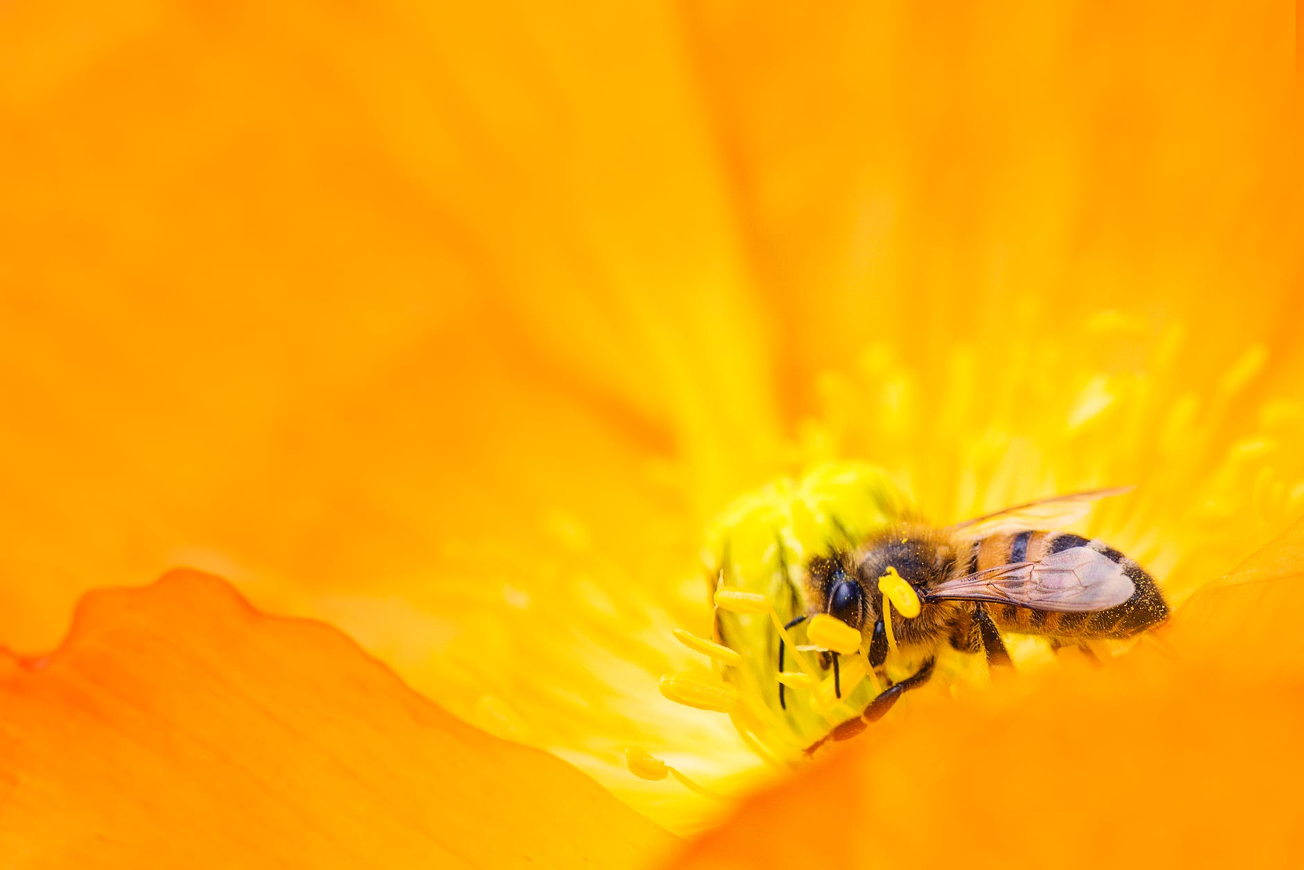 Lack of maternal care affects development, microbiome and health of wild bees.