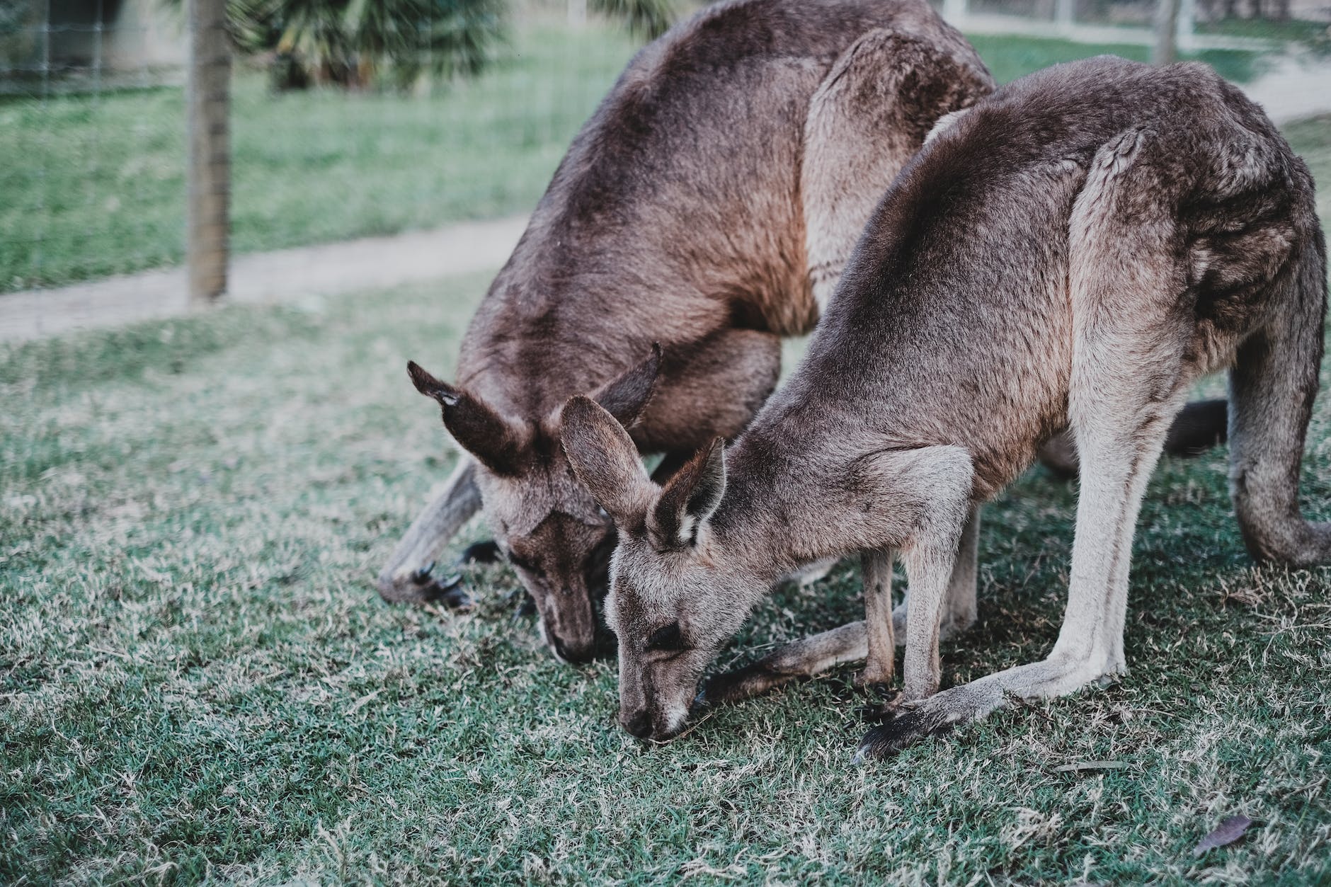 DAILY DOSE: Being a climate activist in this country can cost you your life; Kangaroos are surprisingly like humans in some respects.
