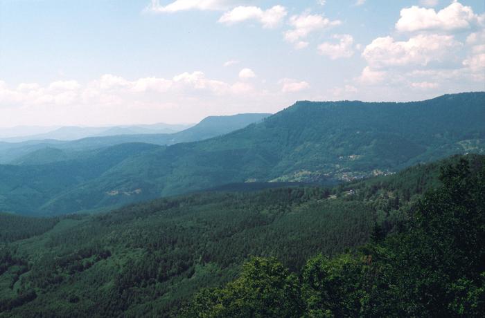 Boreal and temperate forests now main global carbon sinks
