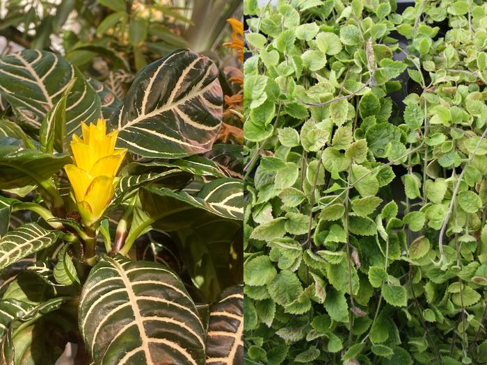 Nature is inventive – the same substance is produced differently by plants