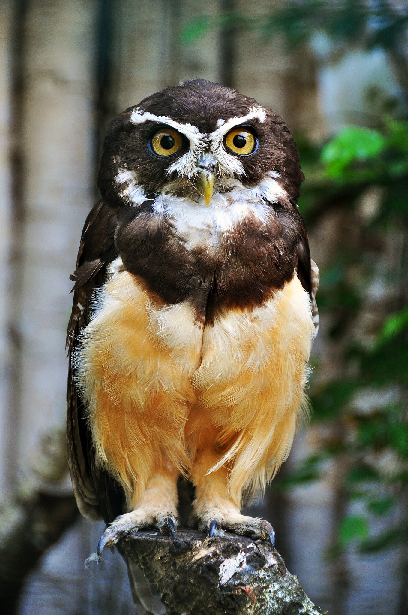 The Big Picture: The Spectacled Owl.