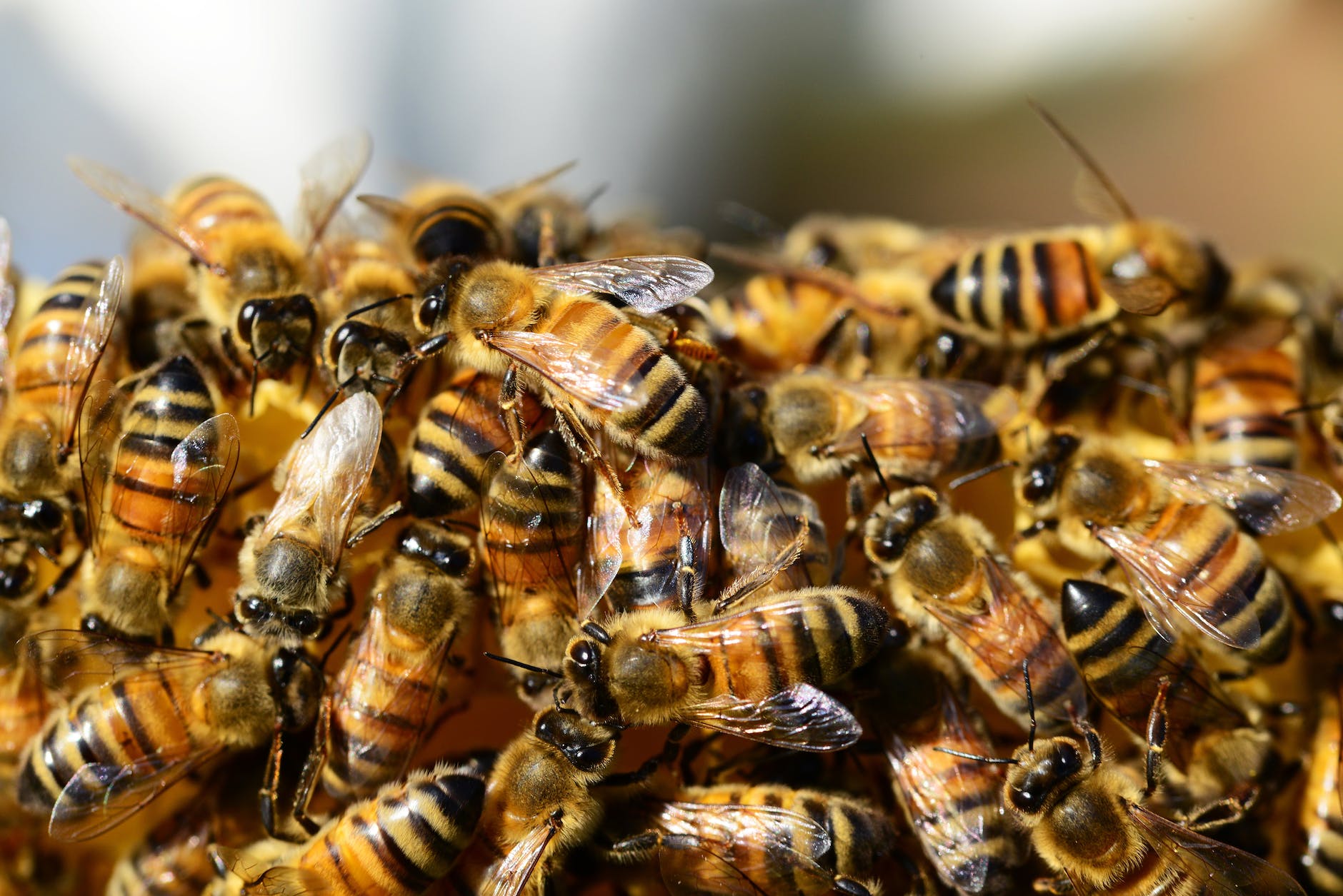 Research on bee virus origins uncovers buzz-worthy breakthrough.