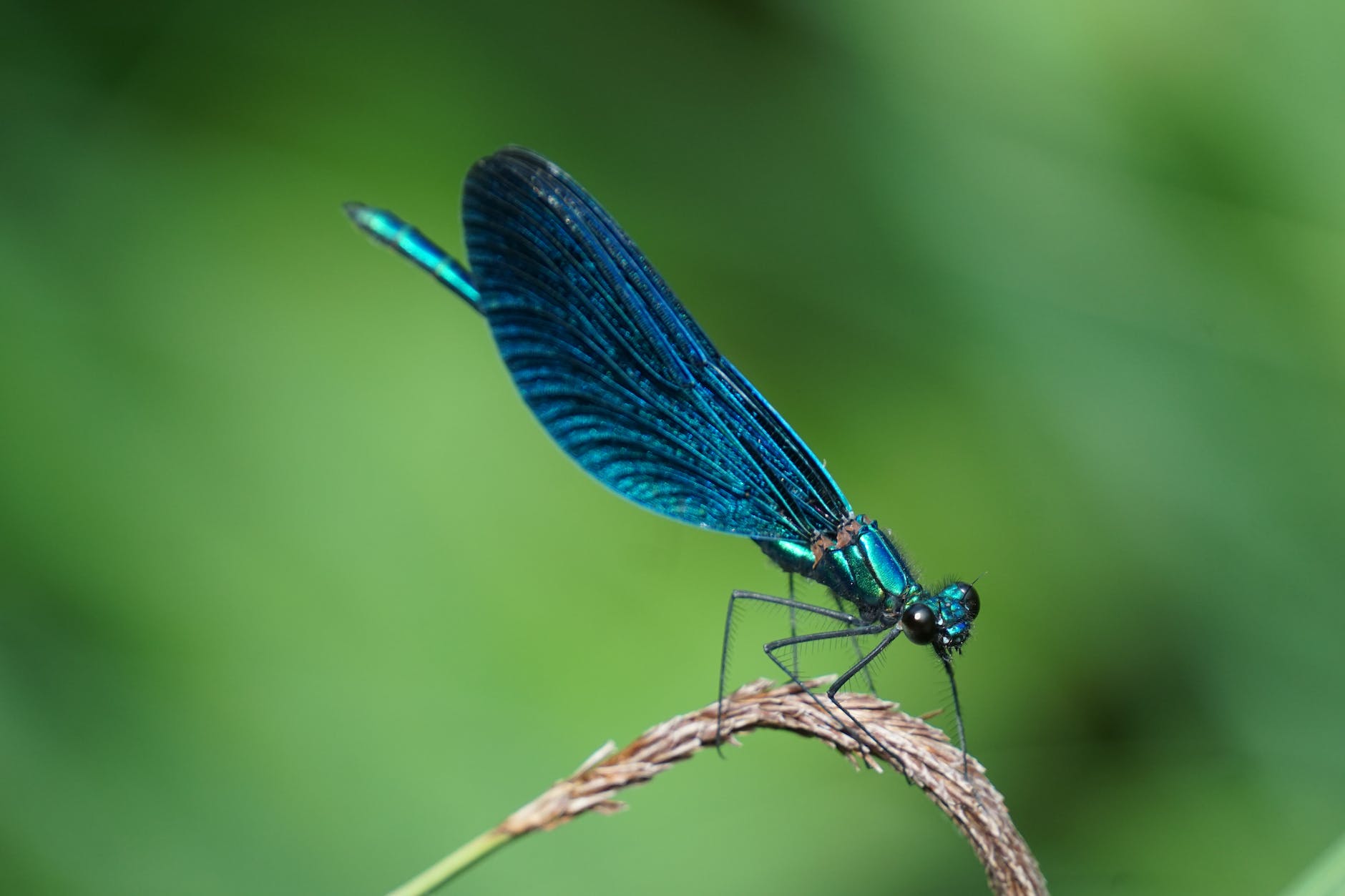 Invertebrate biodiversity is improving in England’s rivers, long-term trends show.