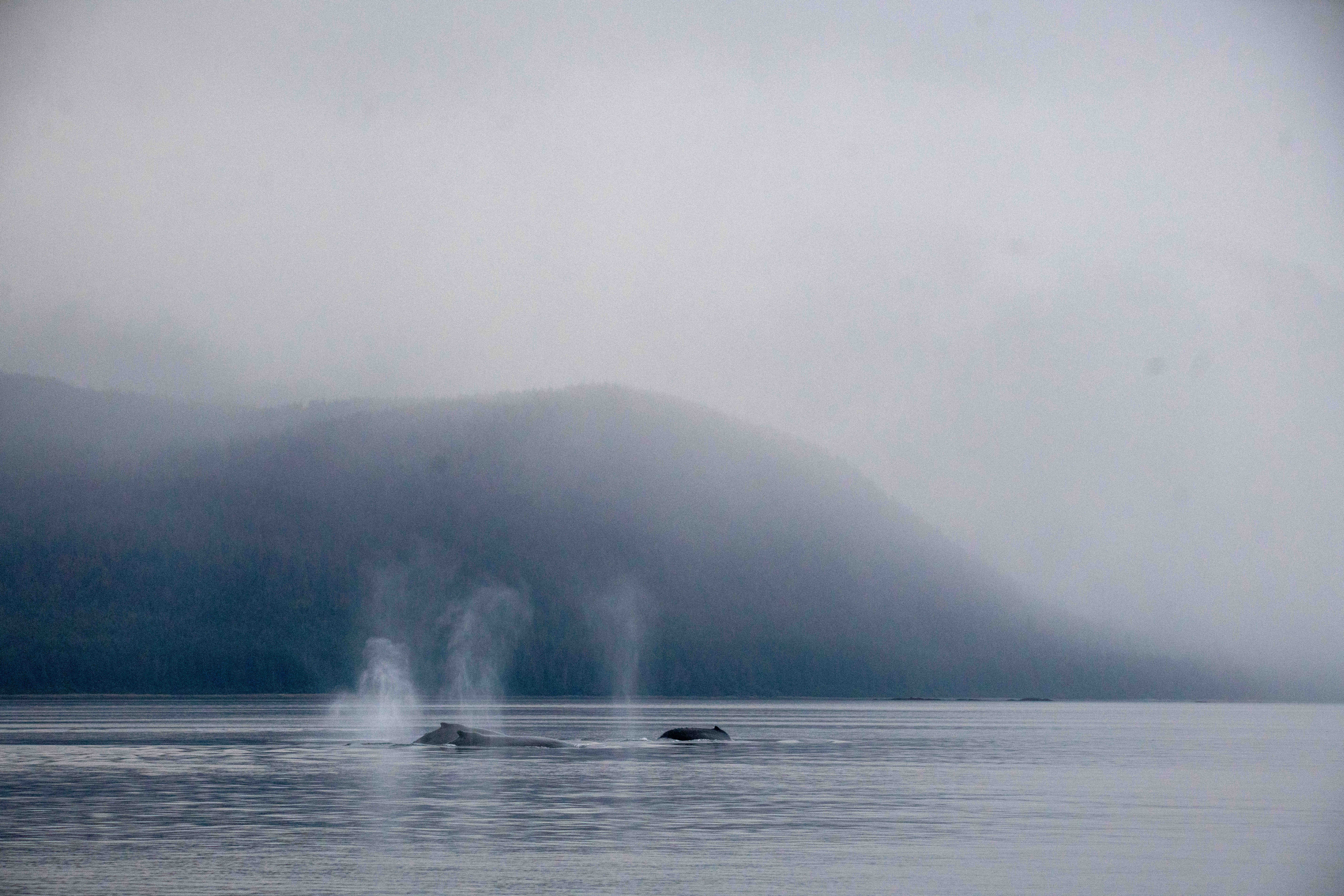 A Humpback Whaleโs Dive Shapes the Structure of Its Song