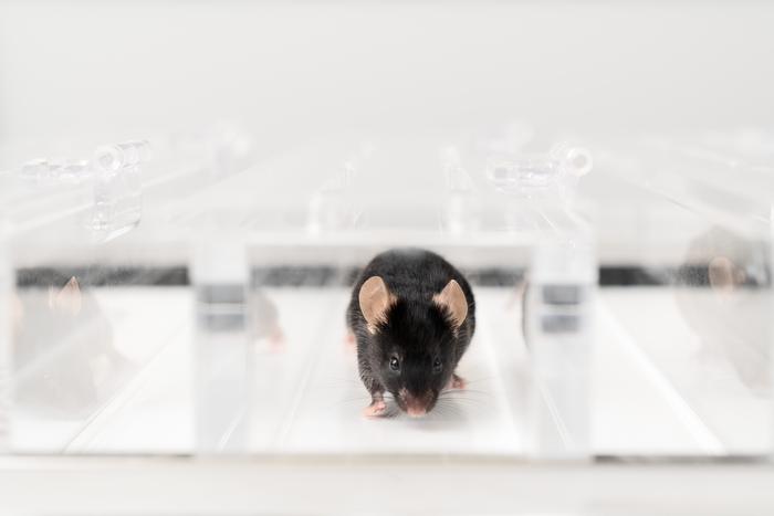 Win-win in muscle research: Faster results and fewer laboratory animals thanks to new method.