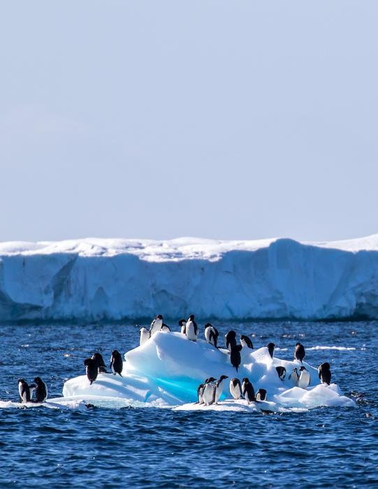 New study sheds light on Adélie penguins’ reliance on declining sea ice during molt