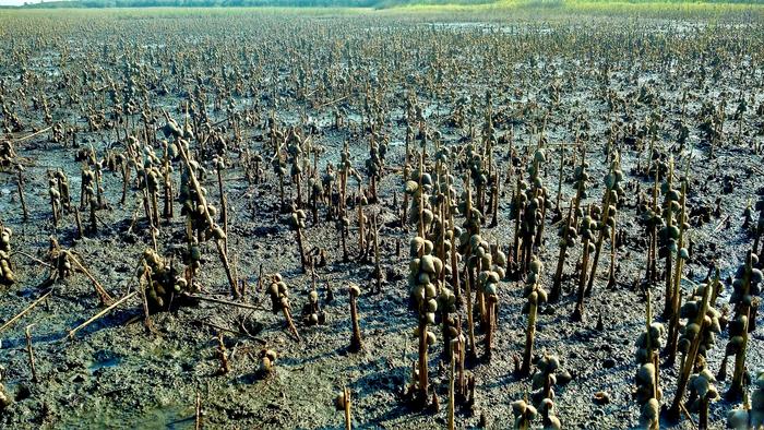 To restore ecosystems, think about thwarting hungry herbivores