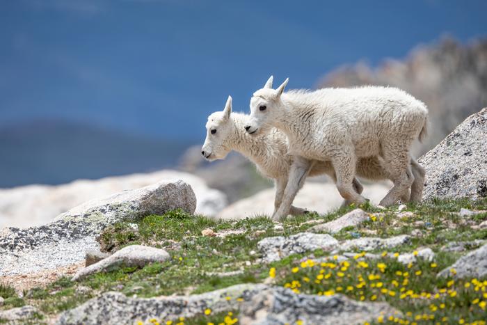 Mountain goats seek snow to shake off insects