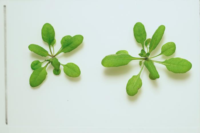 Plants transformed into detectors of dangerous chemicals.