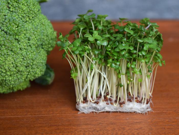 Small but mighty: The hidden power of broccoli sprouts.