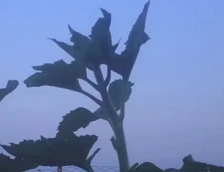 How sunflowers see the sun