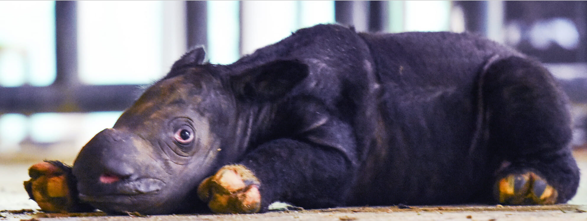 DAILY DOSE: Saudi universities exposed for paying-off top scientists to steal some shine; Endangered Sumatran rhino born in captivity.