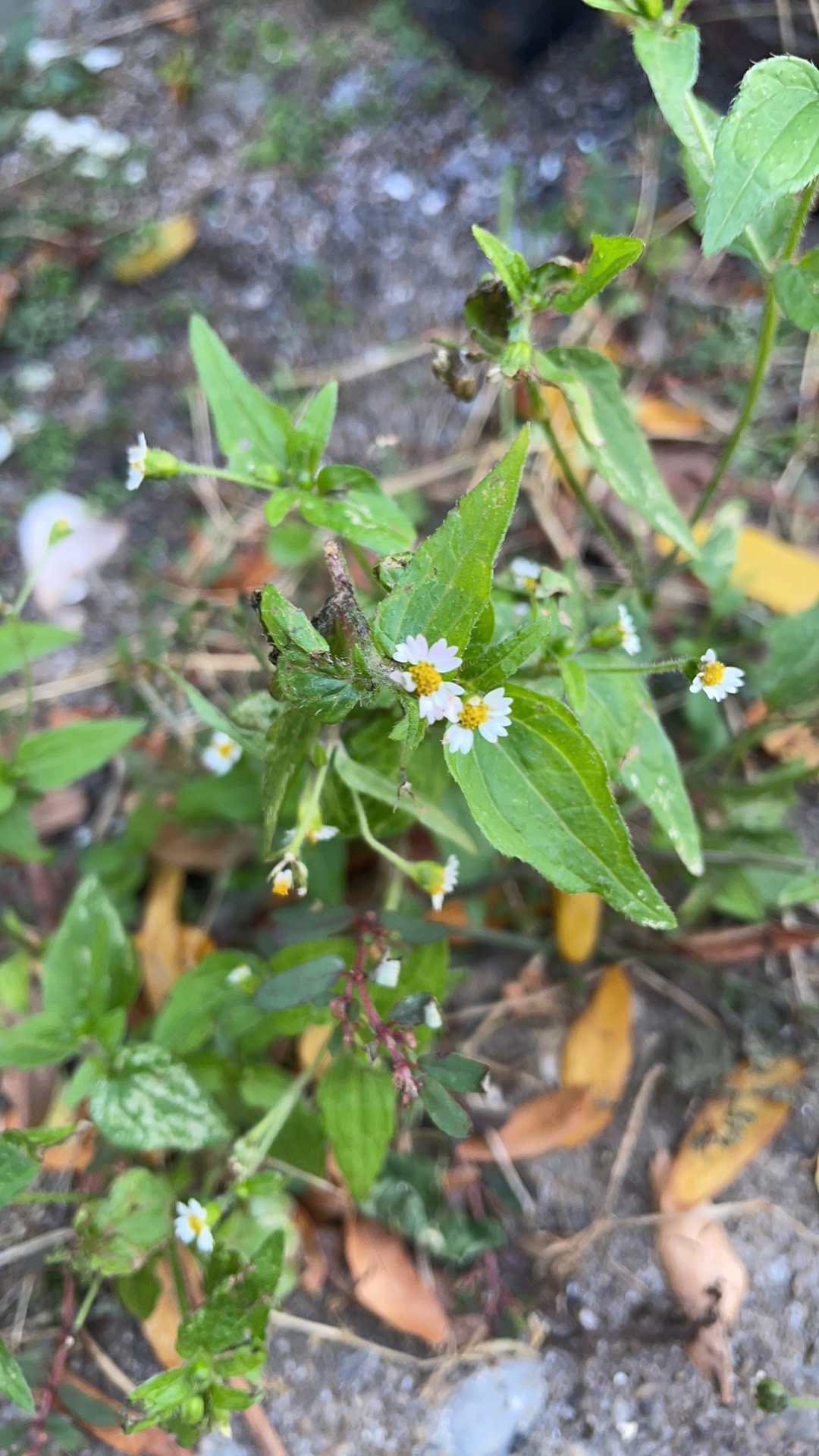 SCI-NY: The Unvarnished Saga of the Shaggy Soldier.