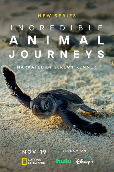 Conversations with Kim Jeffries, Paul Satchell, and Connor Gallagher: On capturing sublime underwater scenes in NatGeo’s “Incredible Animal Journeys.”