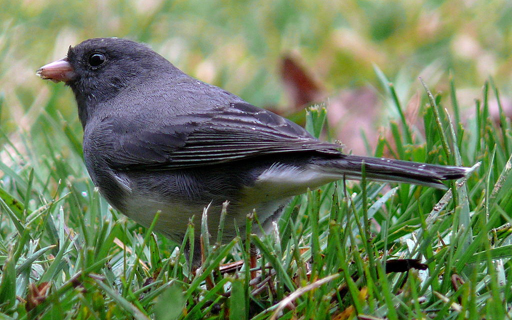 Birds living at UCLA were less afraid of humans after the pandemic closure.