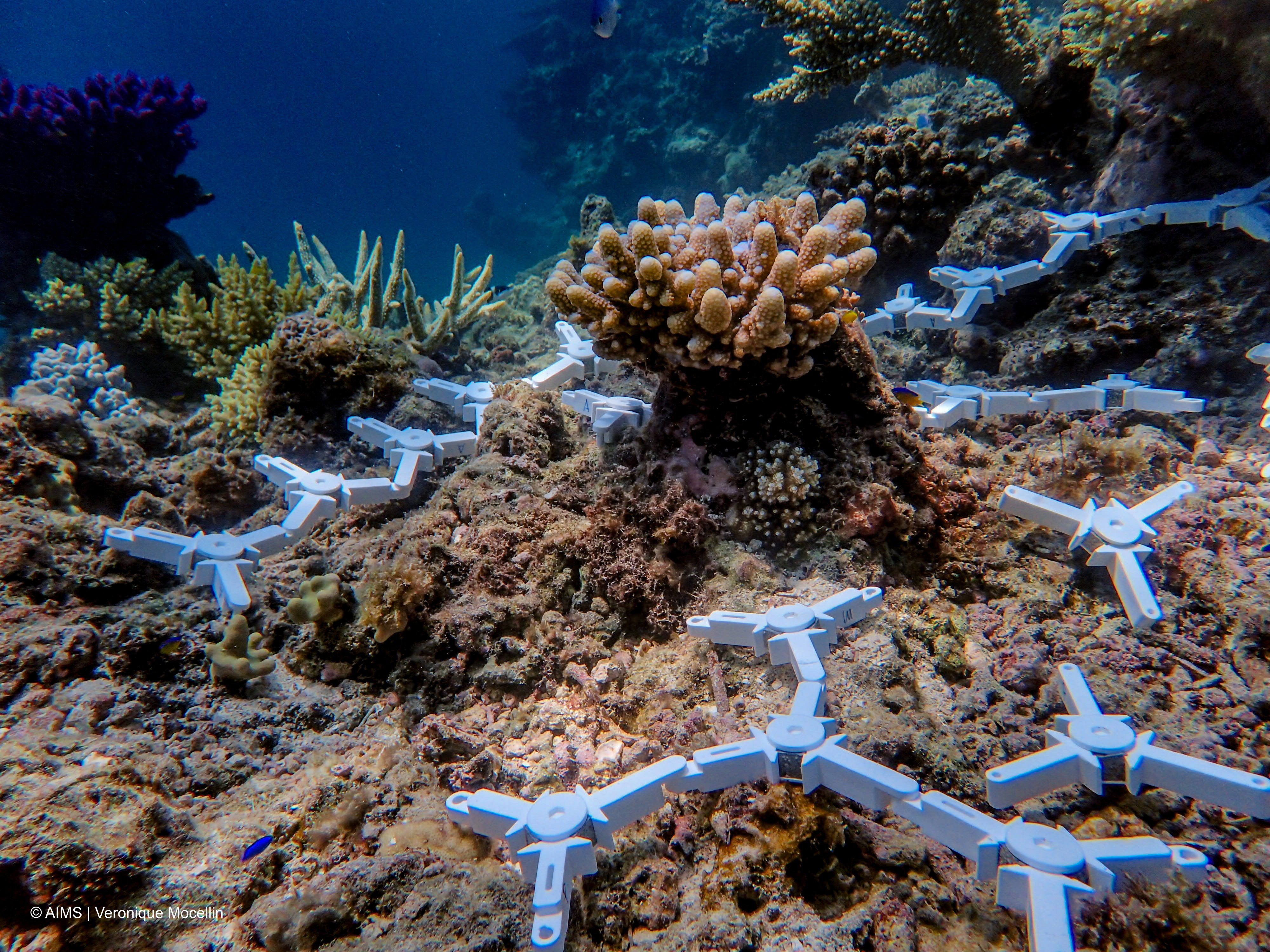 Scientists delivering 100k baby corals in major step towards helping the Reef