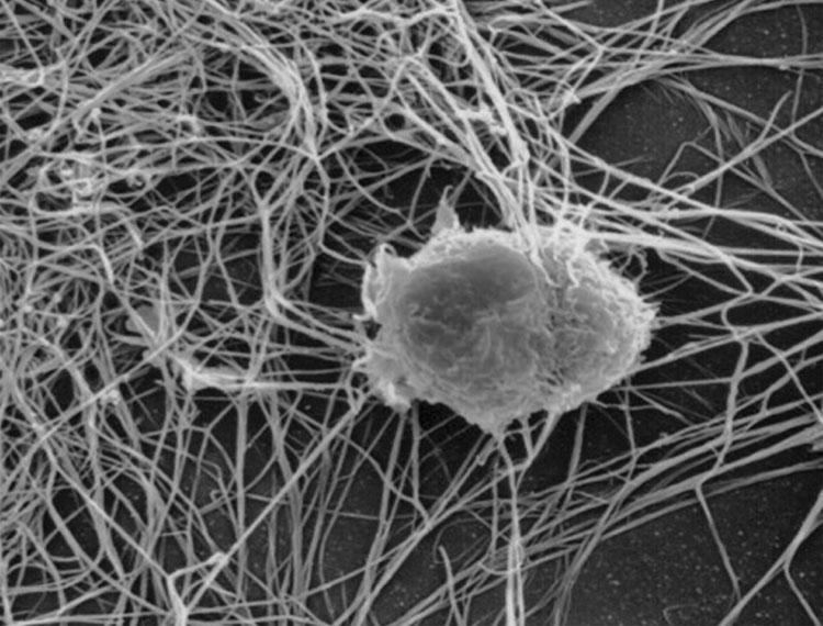 Immune cells shape their own path.