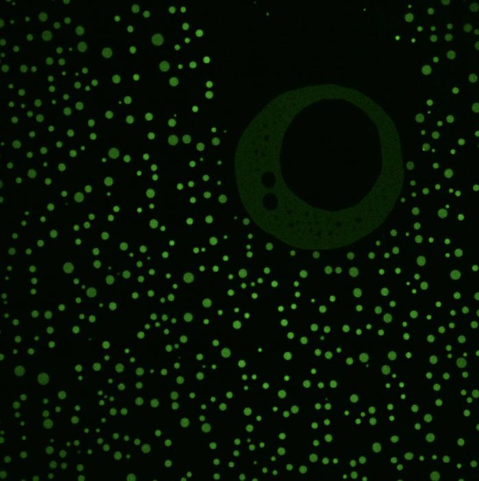 Overlooked parts of proteins revealed as critical to fundamental functions of life