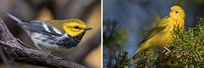 Birders & AI push bird conservation to the next level.