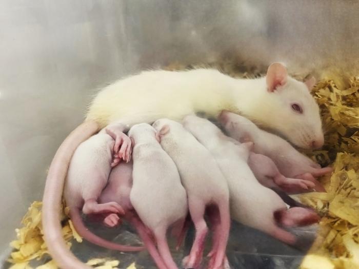 Brain cell discovery sparks hope for fertility treatments.