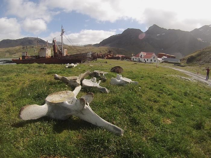 DNA from discarded whale bones suggests loss of genetic diversity due to commercial whaling